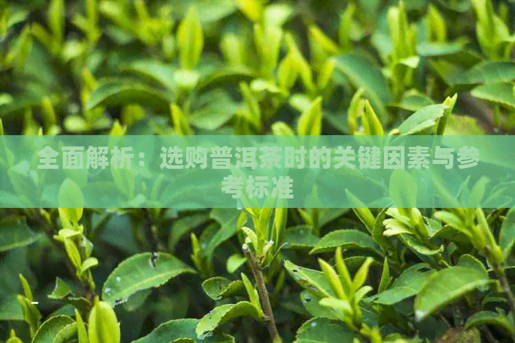 全面解析：选购普洱茶时的关键因素与参考标准