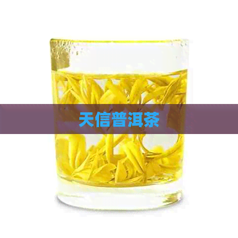 天信普洱茶