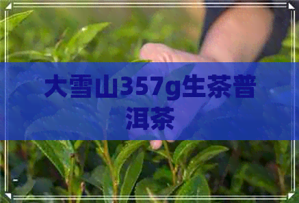 大雪山357g生茶普洱茶