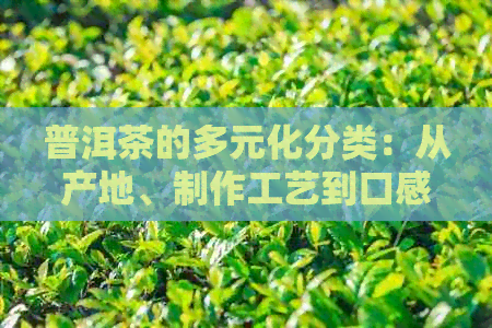 普洱茶的多元化分类：从产地、制作工艺到口感的全面解读