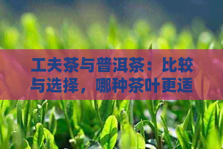 工夫茶与普洱茶：比较与选择，哪种茶叶更适合你？