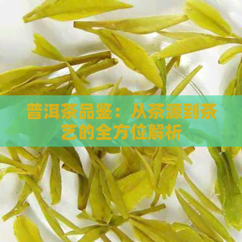 普洱茶品鉴：从茶源到茶艺的全方位解析