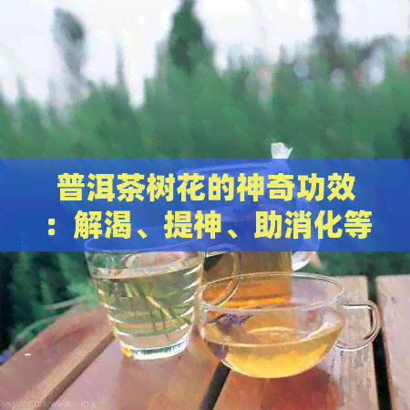 普洱茶树花的神奇功效：解渴、提神、助消化等