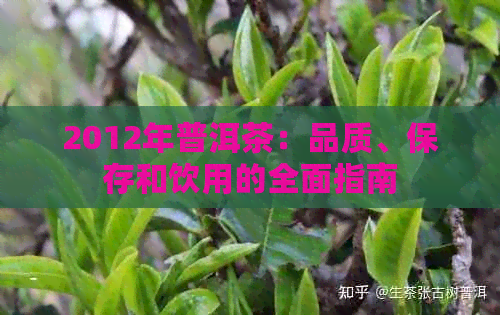 2012年普洱茶：品质、保存和饮用的全面指南