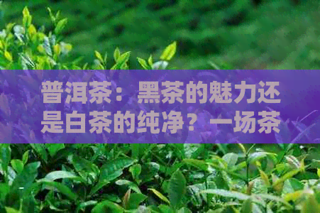 普洱茶：黑茶的魅力还是白茶的纯净？一场茶叶颜色的较量