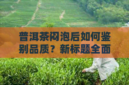 普洱茶闷泡后如何鉴别品质？新标题全面解答您的疑问！