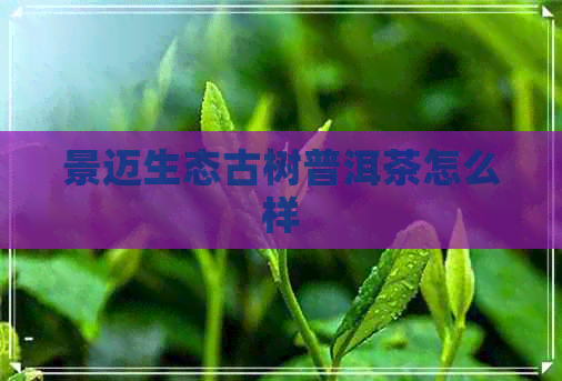 景迈生态古树普洱茶怎么样