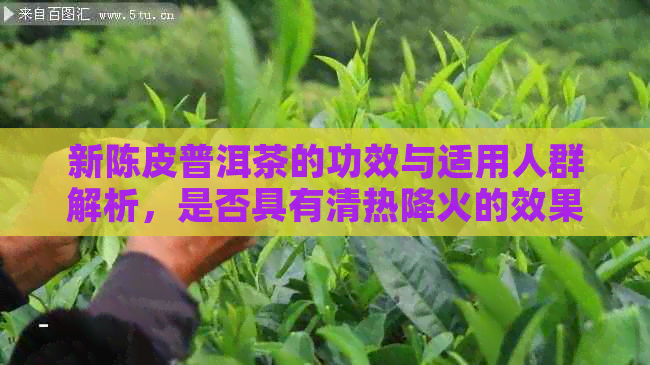 新陈皮普洱茶的功效与适用人群解析，是否具有清热降火的效果？