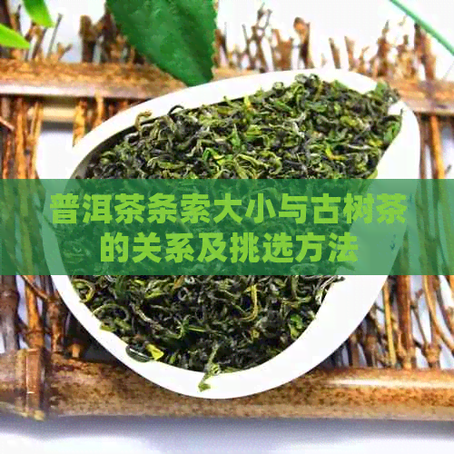 普洱茶条索大小与古树茶的关系及挑选方法