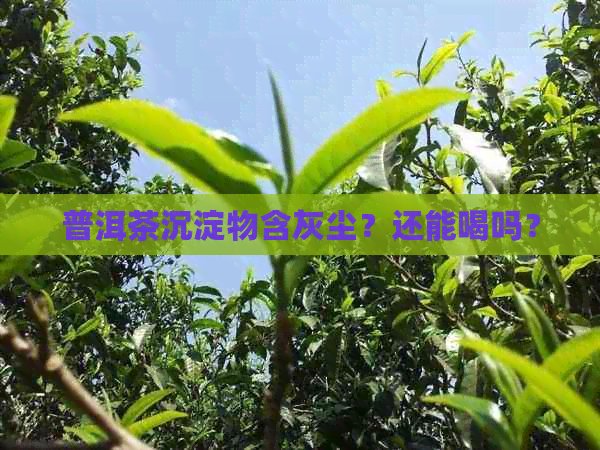 普洱茶沉淀物含灰尘？还能喝吗？