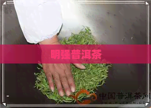 明强普洱茶