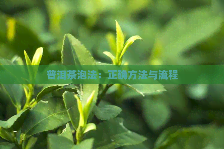 普洱茶泡法：正确方法与流程