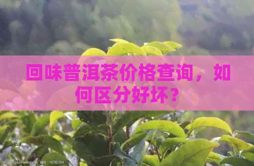 回味普洱茶价格查询，如何区分好坏？