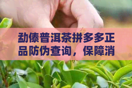 勐傣普洱茶拼多多正品防伪查询，保障消费者权益