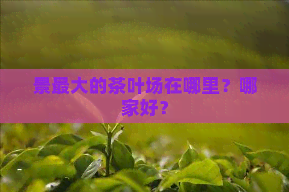 景更大的茶叶场在哪里？哪家好？