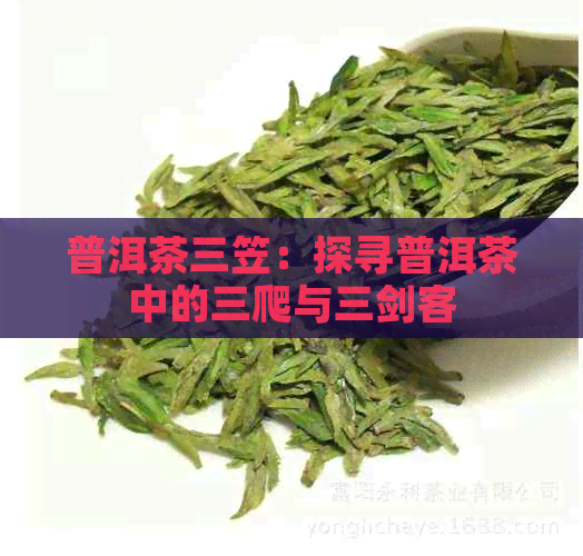 普洱茶三笠：探寻普洱茶中的三爬与三剑客