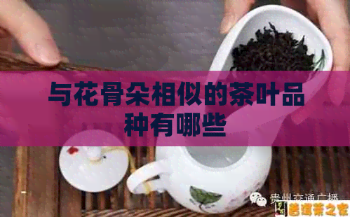 与花骨朵相似的茶叶品种有哪些