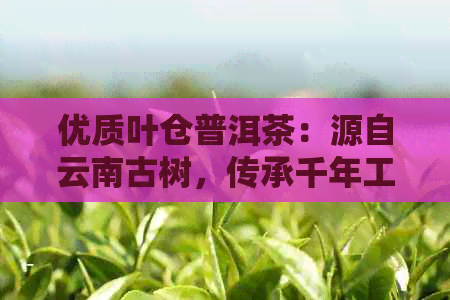 优质叶仓普洱茶：源自云南古树，传承千年工艺的味道