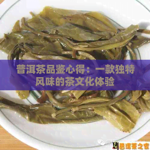 普洱茶品鉴心得：一款独特风味的茶文化体验