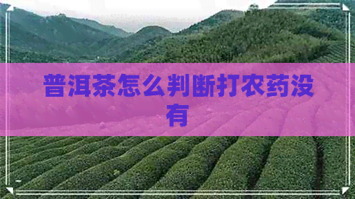 普洱茶怎么判断打农药没有