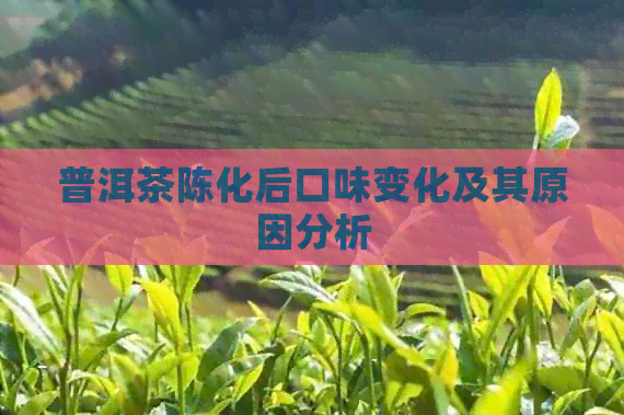 普洱茶陈化后口味变化及其原因分析