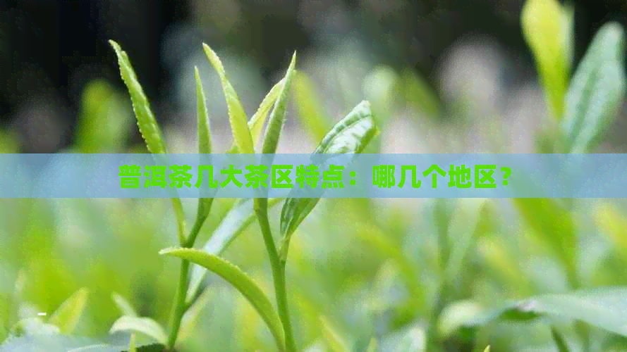 普洱茶几大茶区特点：哪几个地区？