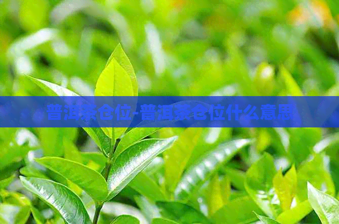 普洱茶仓位-普洱茶仓位什么意思