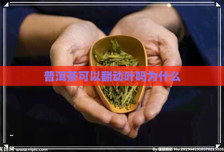 普洱茶可以翻动叶吗为什么