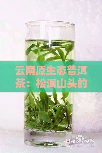 云南原生态普洱茶：松洱山头的古树茶魅力