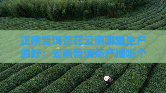 正宗普洱茶在云南哪里生产的好：云南普洱茶产地哪个地方喝？