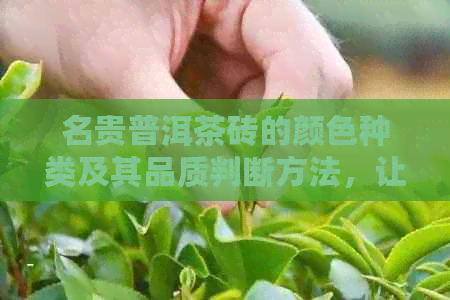 名贵普洱茶砖的颜色种类及其品质判断方法，让你轻松辨识与选购