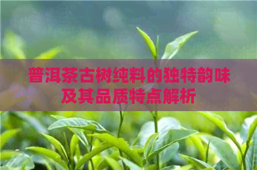 普洱茶古树纯料的独特韵味及其品质特点解析