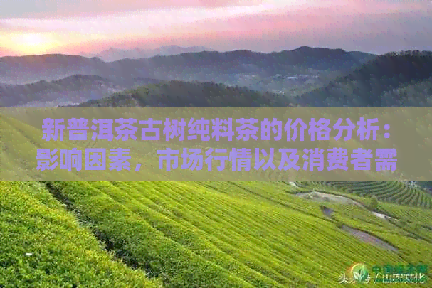 新普洱茶古树纯料茶的价格分析：影响因素，市场行情以及消费者需求