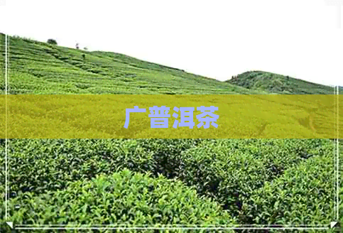 广普洱茶