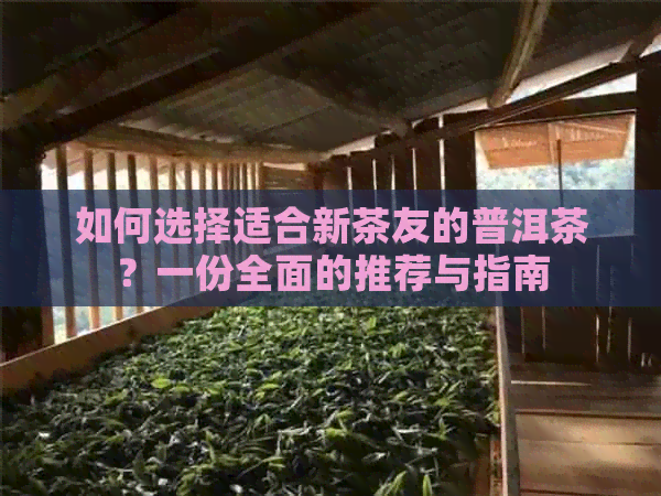 如何选择适合新茶友的普洱茶？一份全面的推荐与指南