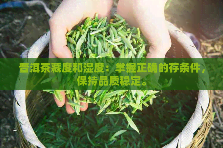 普洱茶藏度和湿度：掌握正确的存条件，保持品质稳定。