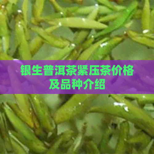 银生普洱茶紧压茶价格及品种介绍