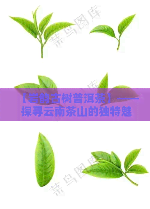 【岩韵古树普洱茶】—— 探寻云南茶山的独特魅力