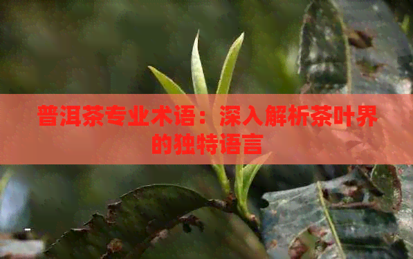 普洱茶专业术语：深入解析茶叶界的独特语言