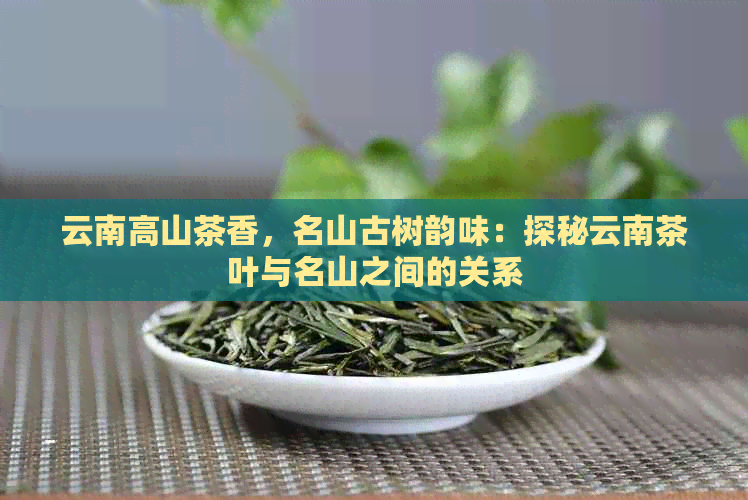 云南高山茶香，名山古树韵味：探秘云南茶叶与名山之间的关系