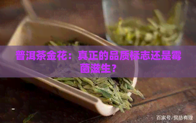 普洱茶金花：真正的品质标志还是霉菌滋生？