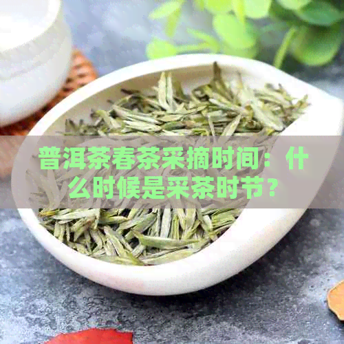 普洱茶春茶采摘时间：什么时候是采茶时节？