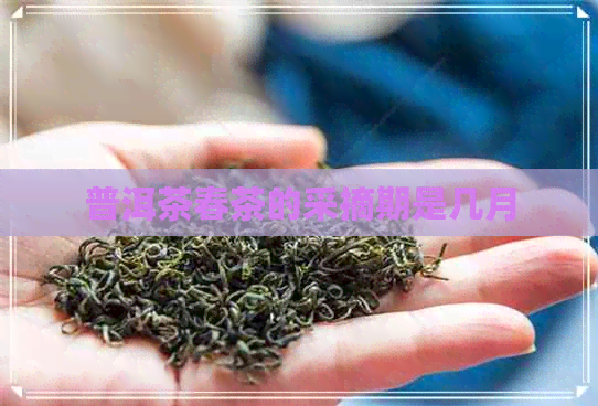 普洱茶春茶的采摘期是几月