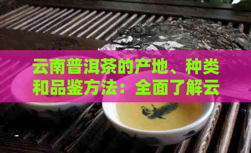 云南普洱茶的产地、种类和品鉴方法：全面了解云南普洱茶的魅力与选购技巧