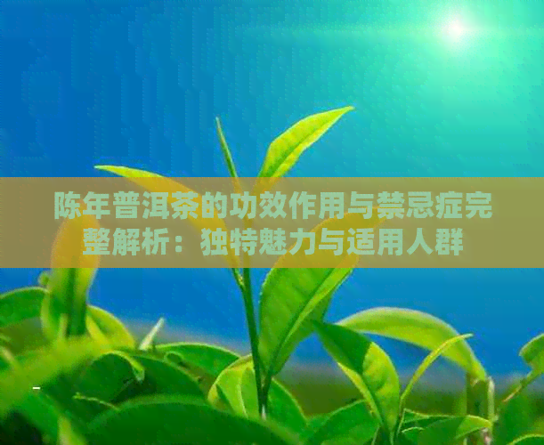 陈年普洱茶的功效作用与禁忌症完整解析：独特魅力与适用人群