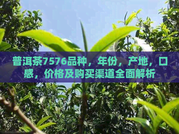 普洱茶7576品种，年份，产地，口感，价格及购买渠道全面解析