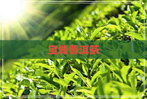 宝塘普洱茶