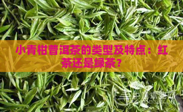 小青柑普洱茶的类型及特点：红茶还是绿茶？