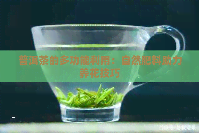 普洱茶的多功能利用：自然肥料助力养花技巧