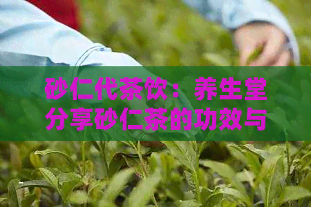 砂仁代茶饮：养生堂分享砂仁茶的功效与作用，泡水喝的多种好处